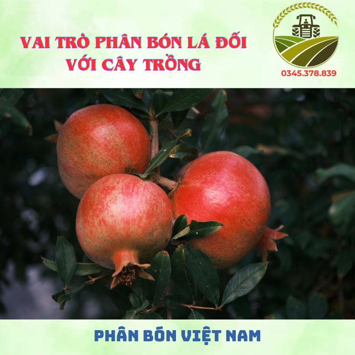 VAI TRÒ PHÂN BÓN LÁ ĐỐI VỚI CÂY TRỒNG VAI TRÒ PHÂN BÓN LÁ ĐỐI VỚI CÂY TRỒNG
