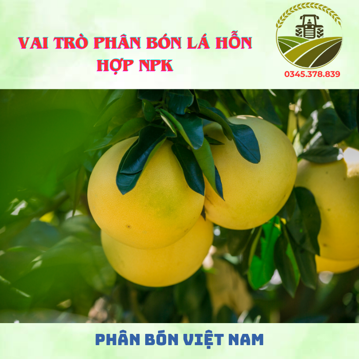 VAI TRÒ PHÂN BÓN LÁ HỖN HỢP NPK VAI TRÒ PHÂN BÓN LÁ HỖN HỢP NPK