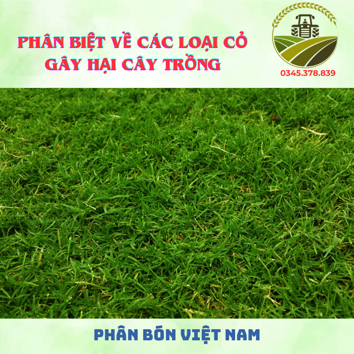 PHÂN BIỆT VỀ CÁC LOẠI CỎ GÂY HẠI CÂY TRỒNG