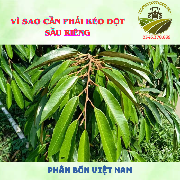 VÌ SAO CẦN PHẢI KÉO ĐỌT SẦU RIÊNG